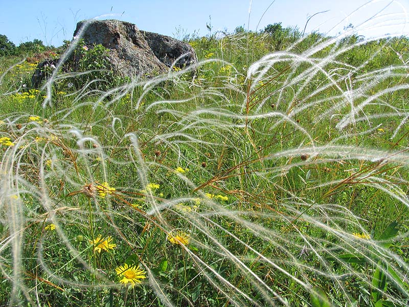 Ковиловий степ